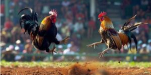 Đá Gà Trực Tiếp Campuchia – Siêu Kịch Tính Nhất 2025