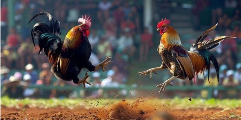 Đá Gà Trực Tiếp Campuchia – Siêu Kịch Tính Nhất 2025